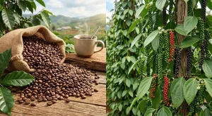 Gửi cà phê từ Thái Nguyên đi Mỹ uy tín