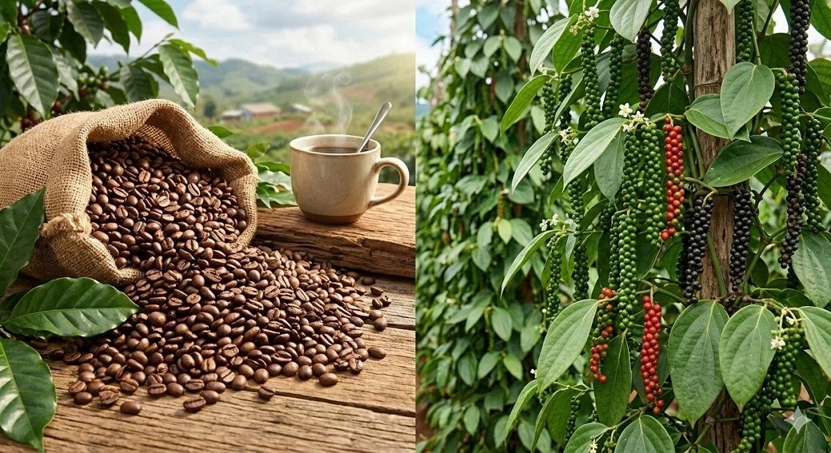 Gửi cà phê an toàn