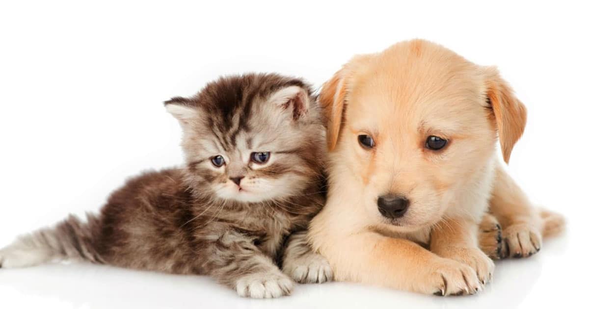 Vận Chuyển Chó Mèo Đi Mỹ Uy Tín, An Toàn, Nhanh Chóng