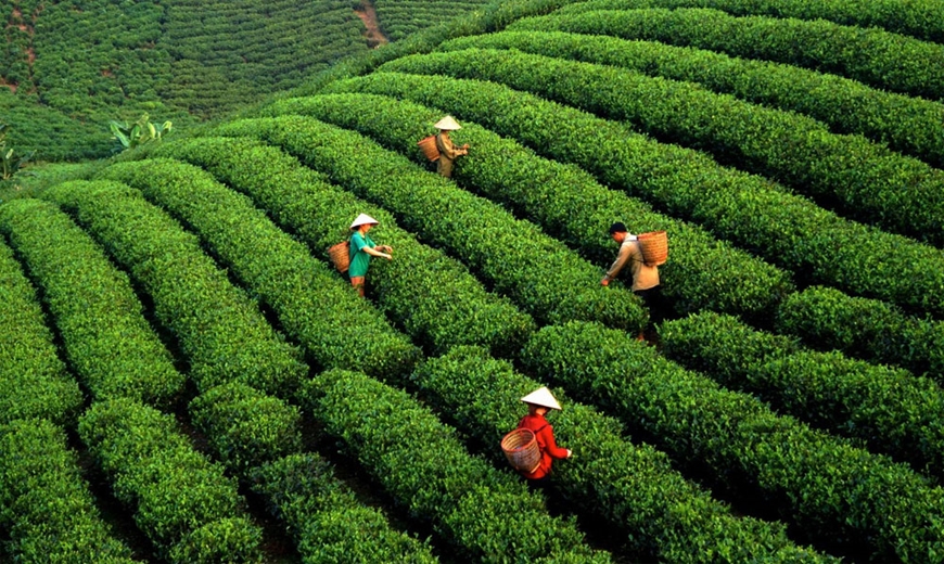 Chè Thái Nguyên